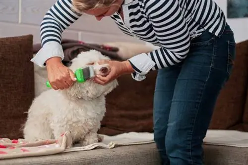 vrou wat 'n havanees hond in die sitkamer versorg