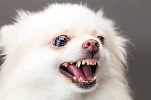 witte pomeranian hond blaft