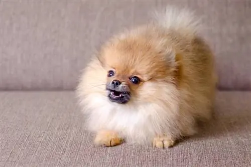 Skäller Pomeranians mycket? Läs om du planerar att skaffa en