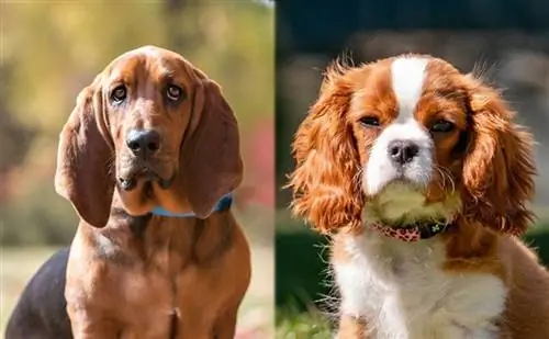 Basselier (Cavalier King Charles Spaniel & Basset Hound Mix): информация, снимки, характеристики & факти