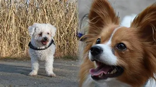 Papichon (Papillon & Bichon Frise Mix): informācija, attēli, raksturojums & fakti