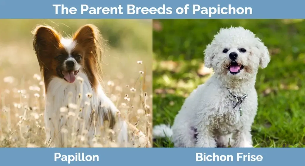 Les races parentales de Papichon