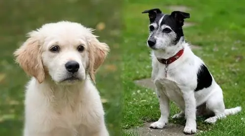 Jack Russelli kuldse retriiveri segu: teave, pildid, omadused & faktid