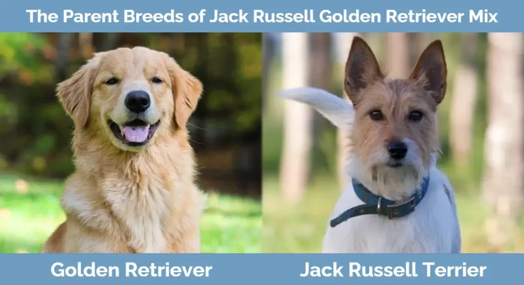 As raças parentais de Jack Russell Golden Retriever Mix