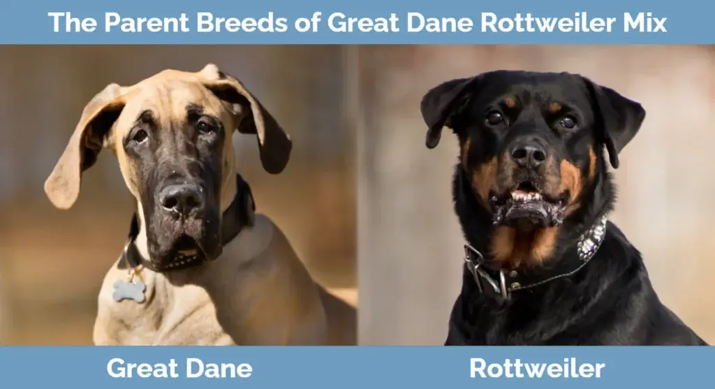 Les races parentales du Great Dane Rottweiler Mix