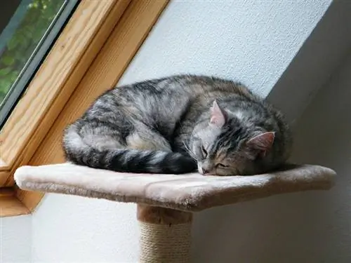 gato atigrado durmiendo en la percha de un rascador