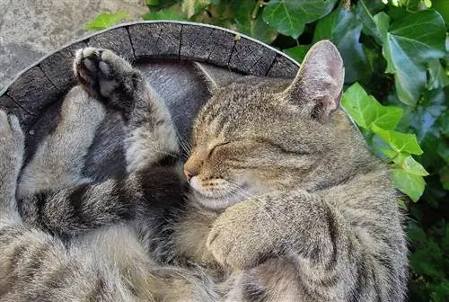 gato durmiendo en el tronco de un arbol