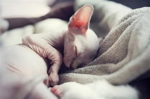 sphynx katt sover