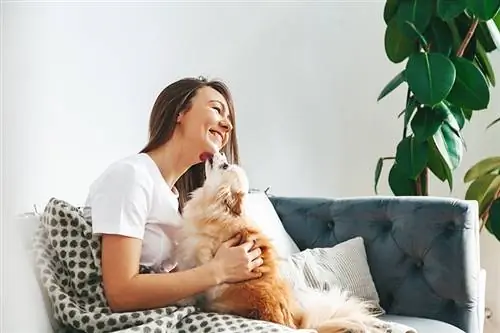 pomeranian llepant el seu propietari