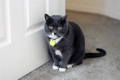 gato sentado junto a la puerta