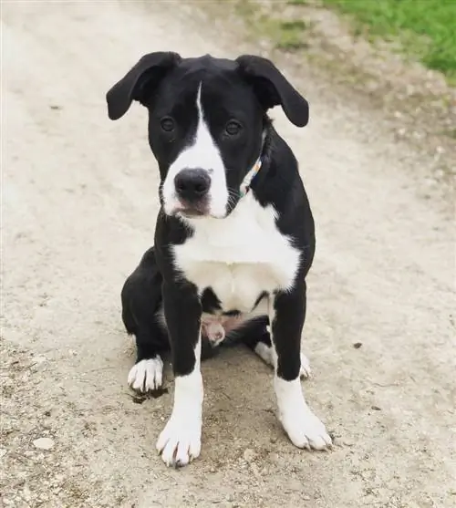 Boxollie (Boxer & Border Collie Mix): Info, bilder, egenskaper & Fakta