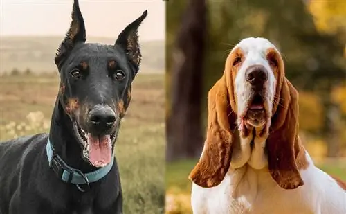 Doberman Basset Hound Mix (Dobie-Basset): Πληροφορίες, Εικόνες, Χαρακτηριστικά & Γεγονότα