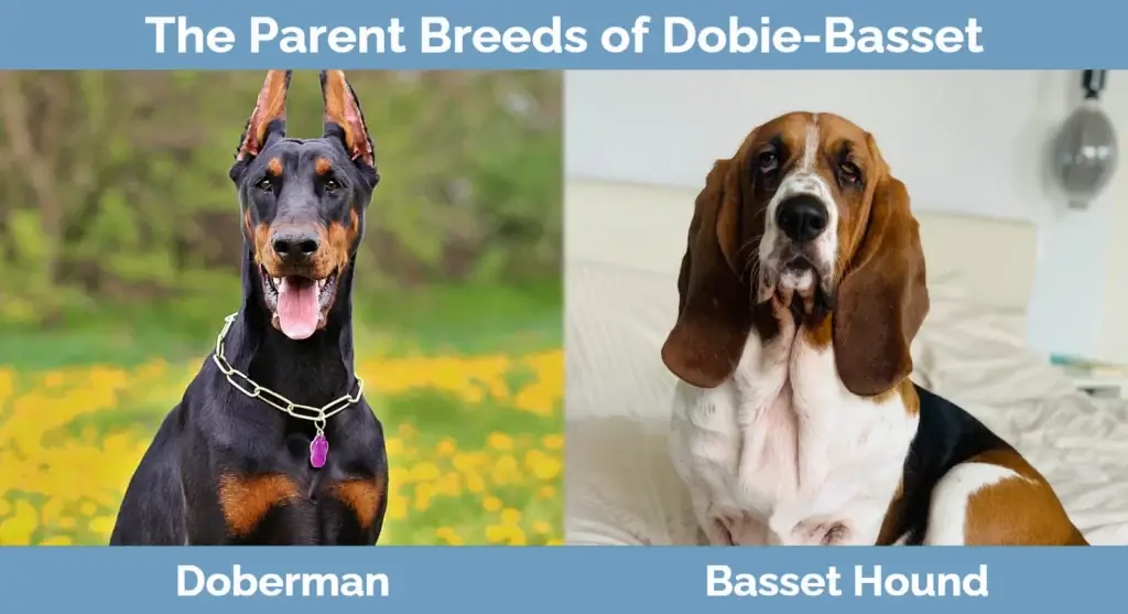 Les races progenitores de Dobie-Basset