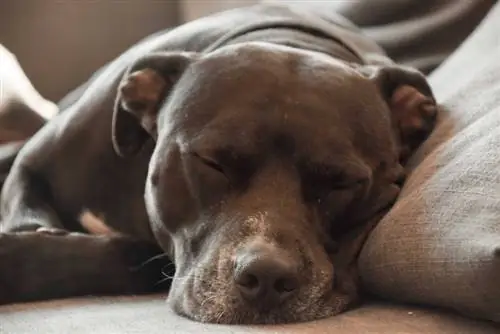 pitbull durmiendo en el sofa