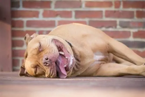 Hoekom snork Pitbulls so baie? 8 Vetgekeurde redes