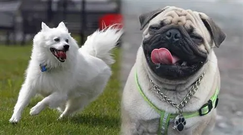 American Pug (American Eskimo & Pug Mix): Informações, Fotos, Características & Fatos