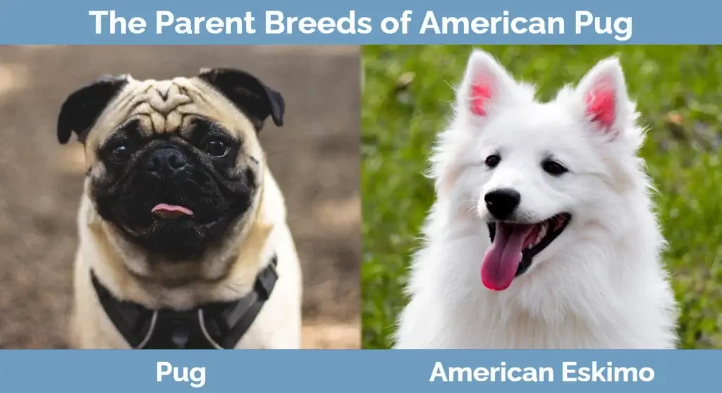 American Pug'ın ebeveyn ırkları