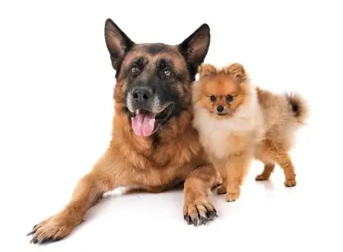 Deutscher Schäferhund und Spitz_cynoclub_shutterstock