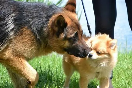 Německý ovčák a pomeranian_marlimarli_shutterstock