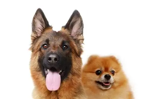 Deutscher Schäferhund-Pomeranian-Mix: Infos, Bilder, Eigenschaften & Fakten