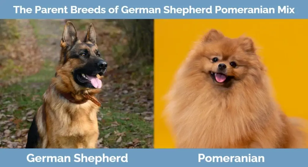 Saksa lambakoera Pomeranian Mix vanemtõud