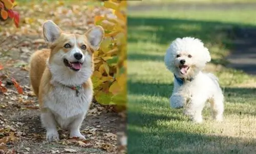 Corgi Bichon Mix: Info, bilder, kjennetegn & Fakta