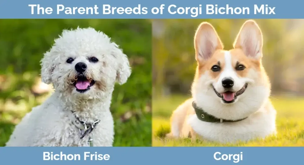 Die ouer rasse van Corgi Bichon Mix