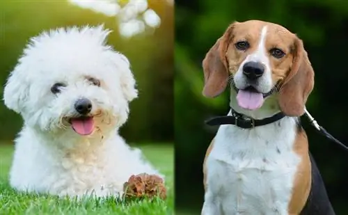 Glechon (Bichon Frise & Beagle Mix): inligting, prente, kenmerke & Feite