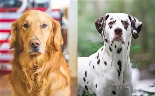 Golden Retriever Dalmatian Mix (Goldmation): ақпарат, суреттер, сипаттамалар & фактілер