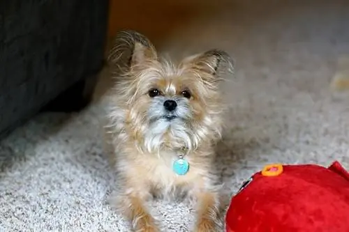 Mchanganyiko wa Pomeranian wa Yorkie