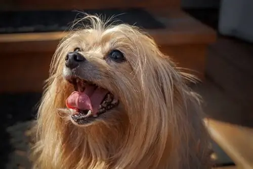 Mchanganyiko wa Pomeranian wa Yorkie