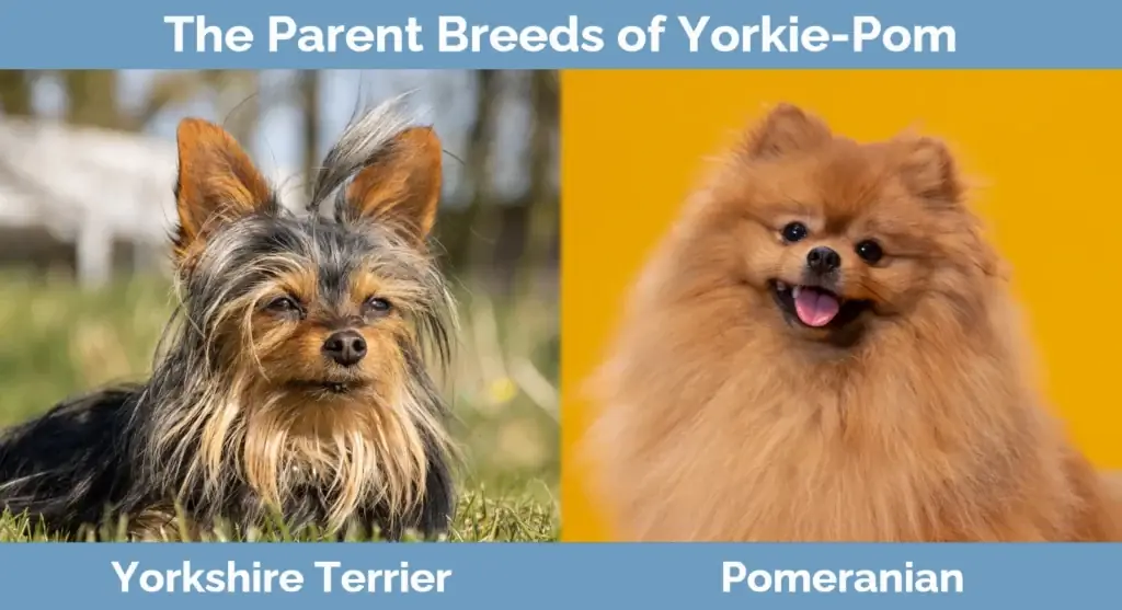 Racat mëmë të Yorkie-Pom