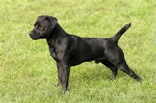 Porträtt av ung Patterdale Terrier i en trädgård