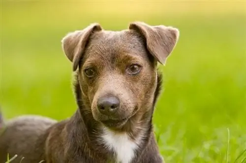 Patterdale Terrier lounging