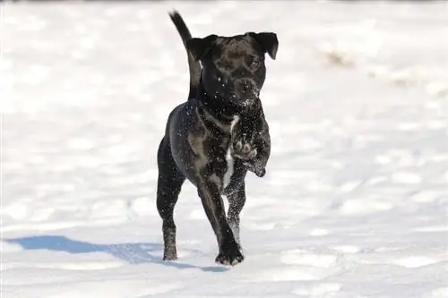 Patterdale Terrier trong tuyết