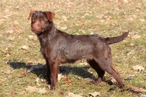 A barna Patterdale terrier kutya portréja