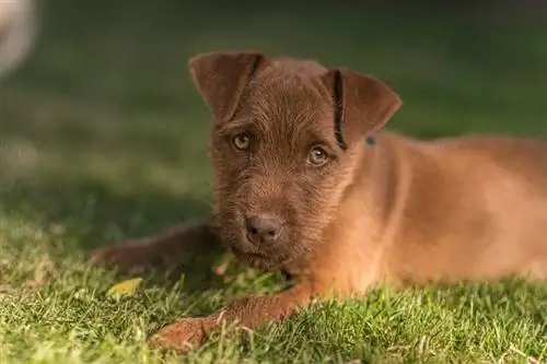 Cachorro Patterdale Terrier en un césped