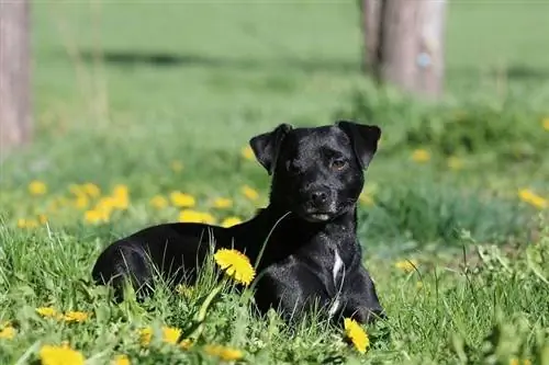 Patterdale terijer: informacije, slike, karakteristike & Činjenice