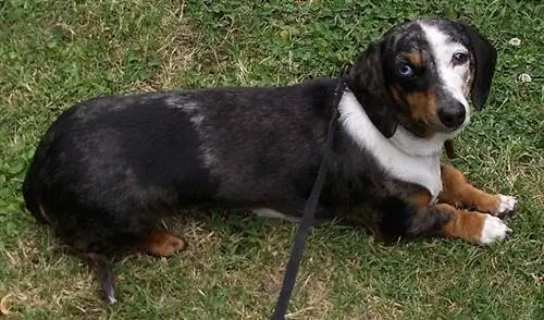 Border Collie Basset Hound Mix: información, imágenes, características & Hechos