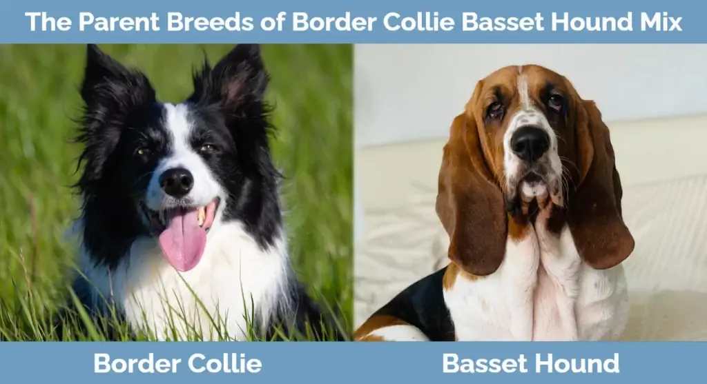 สายพันธุ์พ่อแม่ของ Border Collie Basset Hound Mix