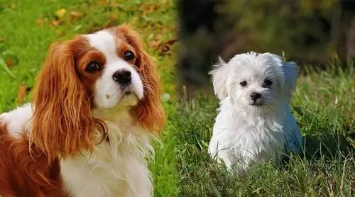 CavaM alt (Cavalier King Charles Spaniel & M alta Mix): Məlumat, Şəkillər, Xüsusiyyətlər & Faktlar