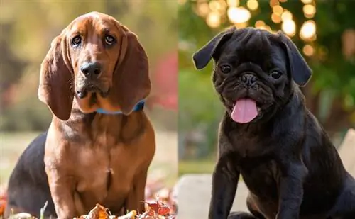 Bassugg (Basset Hound & Pug Mix): informacje, zdjęcia, charakterystyka & Fakty