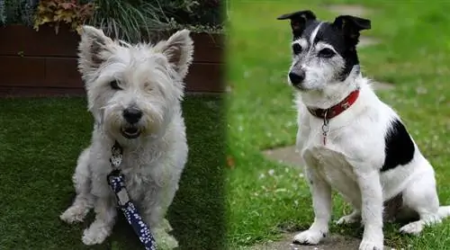 Cairn Terrier Jack Russell Mix (JaCairn): info, afbeeldingen, kenmerken & Feiten