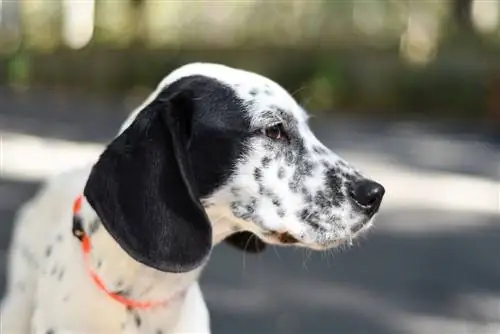 Basset Dalmatian Mix (Basmatian): informacija, nuotraukos, charakteristikos & Faktai