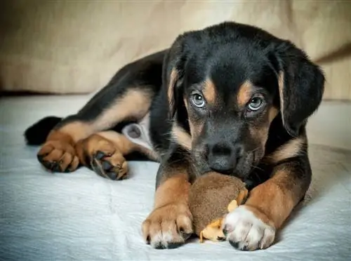 Rottie Basset (Rottweiler & Basset Hound Mix): Məlumat, Şəkillər, Xüsusiyyətlər & Faktlar