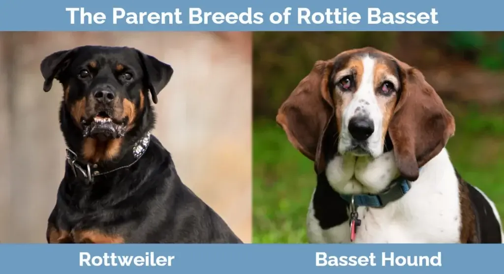 Die ouer rasse van Rottie Basset