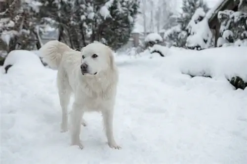 Polish Tatra Sheepdog