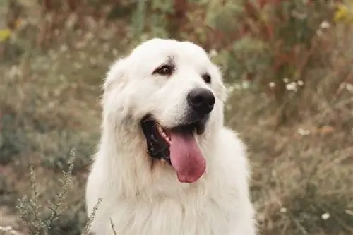 Polsk Tatra fårehund