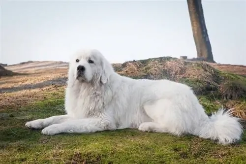 Polish Tatra Sheepdog: Impormasyon, Mga Larawan, Mga Katangian & Mga Katotohanan