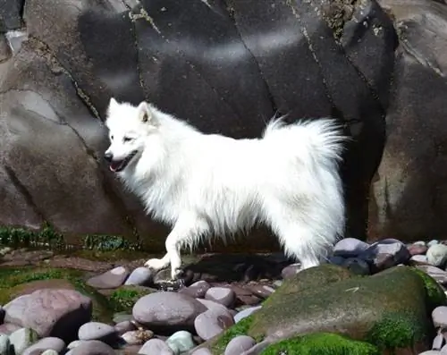 Weißer japanischer Spitz